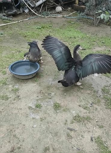 Zümrüdü lal ördək,biri ərkey biri dişidi.7 ayliqdi.Ev heyvaniditam