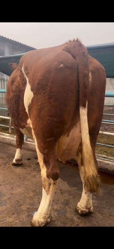 Digər kənd təsərrüfatı heyvanları: Simental cinsi inək - Rəng: qırmızı-ağ ala - Südçülük istiqaməti, iri — 10