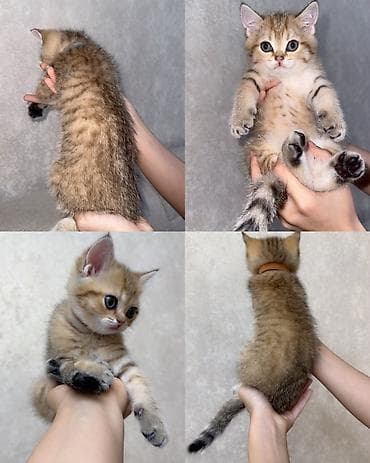 british golden chinchilla: Qızıl şinşilla, Erkək — 1