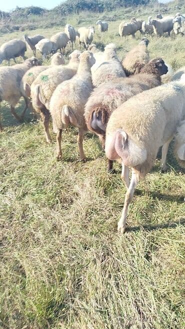 bakida cins ineklerin satisi: Dişi, il: 1, 50 kq, Damazlıq, Ünvandan götürmə — 7