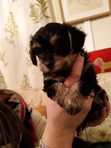 pekines bala: 2 ay, Dişi, Ünvandan götürmə — 2