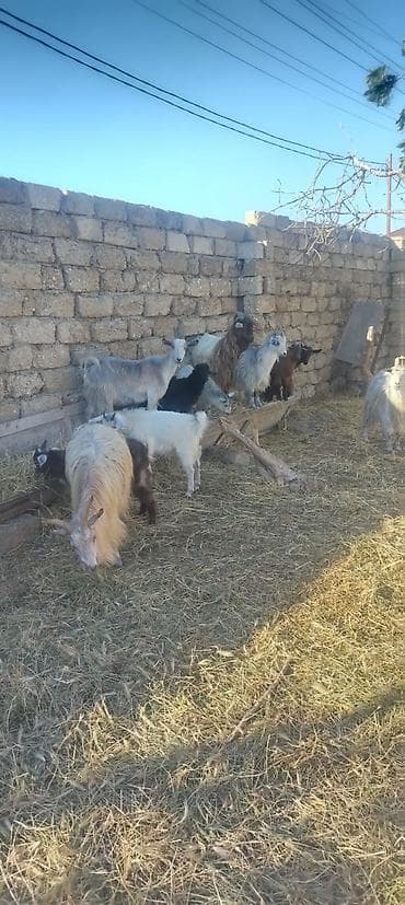 sani keciləri: Qoyun-keçi təsərrüfatı üçün balalı dişi keçilər və erkəklər paketi - — 5