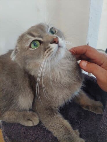 pişikler: Boz rəngli, iri yaşıl gözlü, qısa tüklü ev pişiyi. Yumşaq tüklü — 5