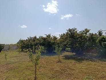 Satışda həyət yanı torpaq sahəsi! Ümumi sahə 12 sot, həm qılas ağacı — 1