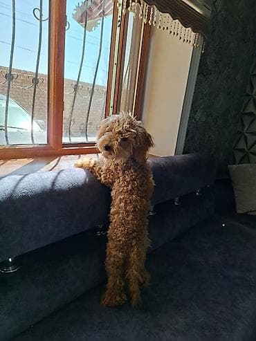 pudel karlik: Pudel, 7 ay, Peyvəndli — 2