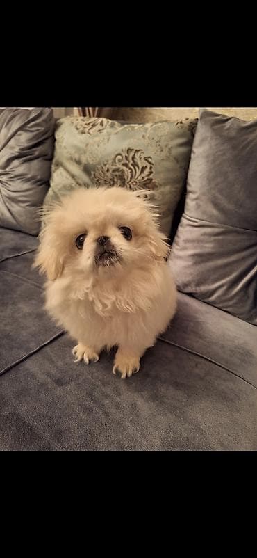 balaca itlər: Pekines — 1