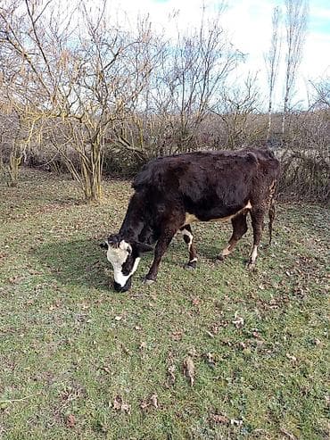 Digər heyvanlar: 2 ci qarına 7 aylıq boğazdır. Apreldə doğacaq. İnek süni mayalanmadan — 3