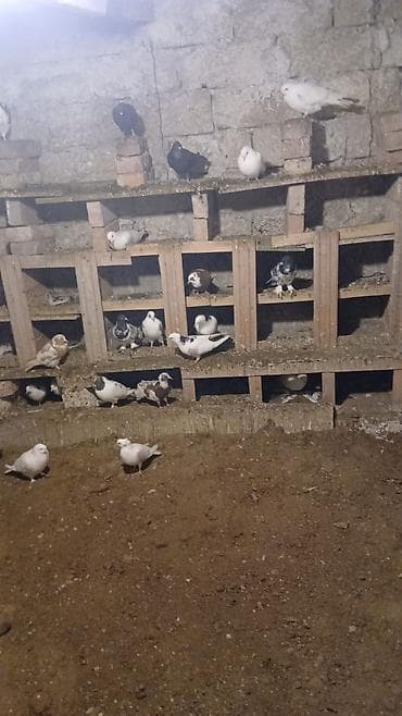 samoyed satisi: 32 den tam saglam goycldi tecli satlir cuz edrim olcaq — 2