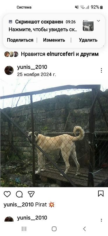 satılan itler: Kanqal — 8