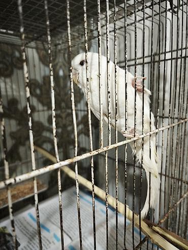 itler ucun bit dermani: Çex dişi 30 m — 3