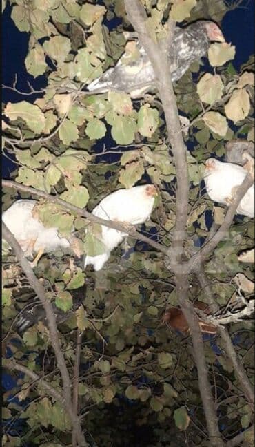 cins ineklerin qiymeti: Salam, kend colpalari satilir, suali olna yalniz vatsapa yazsin — 5