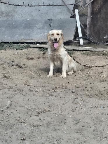 Digər heyvanlar: Retriever — 2