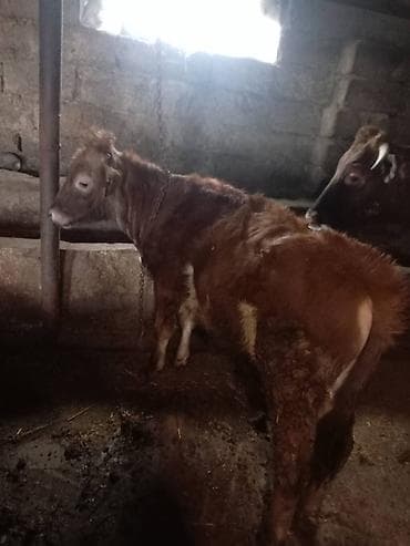 Satılır: Dana (erkək) - Cins: yerli qarışıq - Rəng: qırmızı-qonur