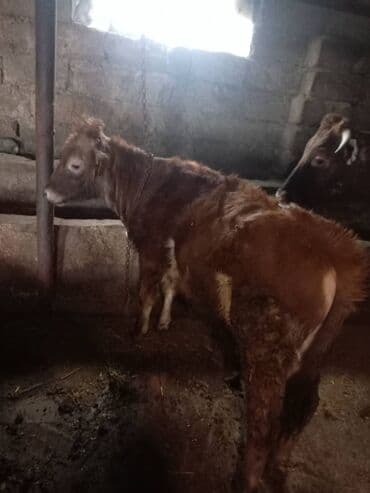 Keçilər, çəpişlər: Satılır: Dana (erkək) - Cins: yerli qarışıq - Rəng: qırmızı-qonur — 1