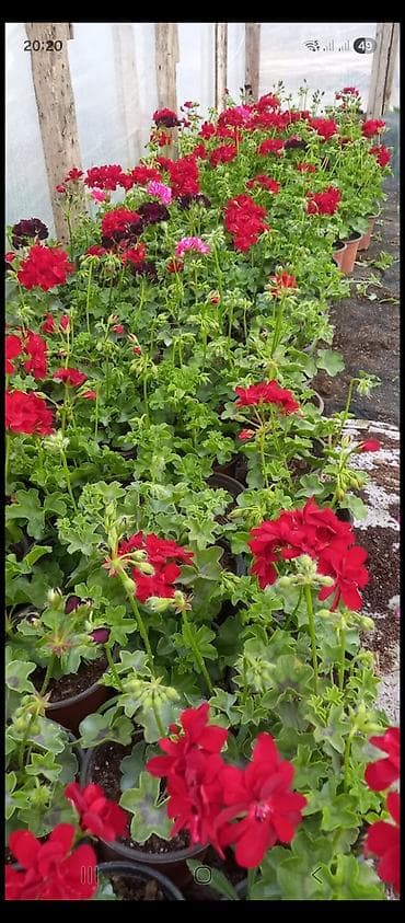 qirmizi kala gulu: Məhsul: Sardunya (Pelargonium) saksı gülləri Təsvir: - İsti, canlı — 8