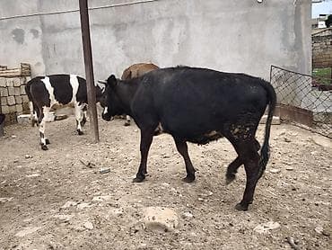 südlük inek satilir: Dana, buzov, Dişi, Holsteyn, Simental, ay: 1, Damazlıq, Südlük, Ünvandan götürmə, Ödənişli çatdırılma — 10