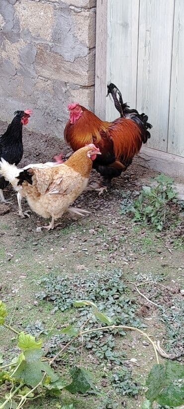 xoruzun nece rengi var: Qırmızı-qara rəngli gözəl xoruz və yanında müxtəlif rəngli toyuqlar - — 3