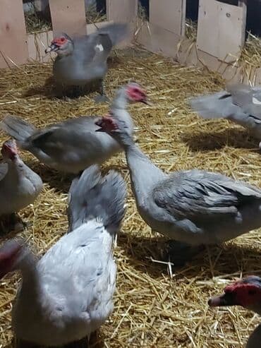 ördekler: Muscovy (barbar) ördəkləri – müxtəlif rənglərdə sürü Təsvir: - — 5