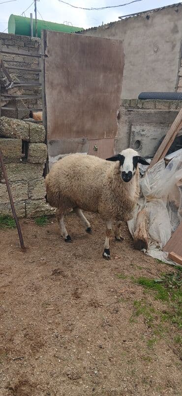 Птицы: Qoyun – yerli qarabaş (ağ-qara başlı) tipli - Ağ-qara maskalı baş — 3