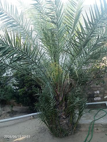 etirsah bitkisi: Xurma (xurma xurması) ağacı – dekorativ və məhsuldar landşaft bitkisi — 2