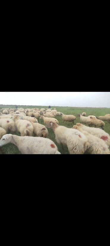 bakida cins ineklerin satisi: Dişi, il: 1, 50 kq, Damazlıq, Ünvandan götürmə — 13