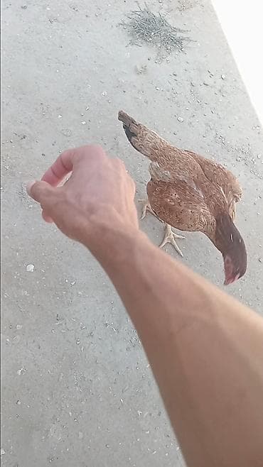 cücə: Toyuq, Yumurtalıq — 1