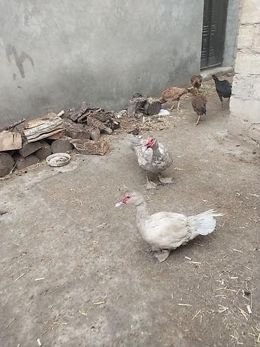 сухие корма для собак: 1 cut lavanda xoruzu cox yekedi fere xoruzdanr hele yumrtamayb — 3