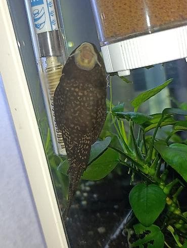 akvarium baliqi: Ansistrus, Sülhsevər — 1