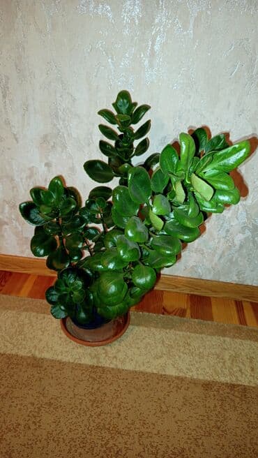 ucuz gül buketi: Bu otaq bitkisi hər hansı bir interyerə təravət və canlılıq bəxş edə — 2