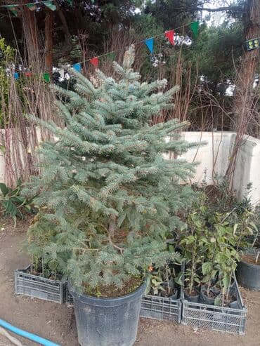 sumax ağacı: Yeni il şamları Pixta və Kremlovski təbii şamlar dibçəkdə topdan en — 8