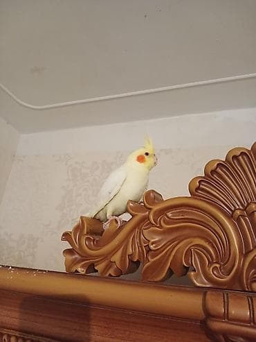 quş adları: Erkey korell Rucnoy50 manat.Razlasmaq olar. satllr — 2