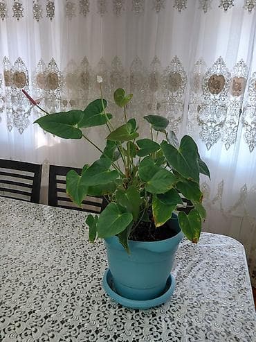 Дом и сад: Anturium (Anthurium andreanum) – dekorativ yarpaqlı və çiçəkli otaq — 1
