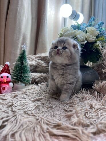 Digər avtomobillər: Şotland yastı qulaq, Dişi — 8