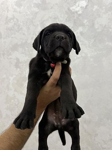 kaski itleri: Kane-Korso, 2 ay, Peyvəndli, Ünvandan götürmə, Ödənişli çatdırılma — 2