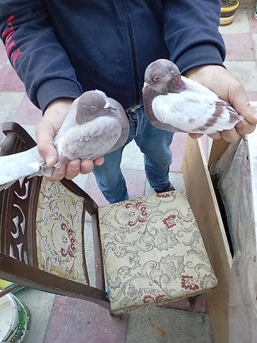 Məhsul: Bəyaz və rəngli saqqallı (qıvrım başlı) dekorativ göyərçinlər