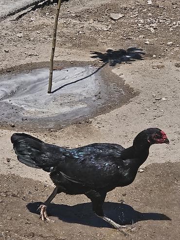 heyrati cucesi: Xoruz, Heyratı, il: 2 — 5