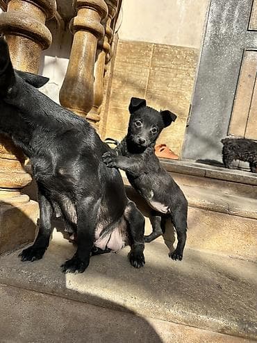 qurdbasar itləri: Zvonok, 2 ay, Dişi, Sənədli, Ödənişli çatdırılma — 6