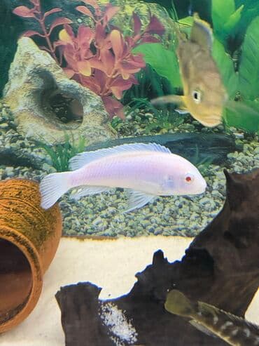 Cixlid balığı, Yırtıcı, Ünvandan götürmə, Ödənişli çatdırılma