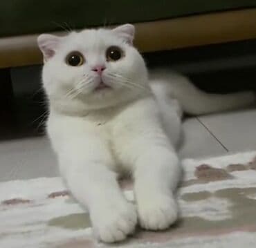 pişik yarım tip: Şotland yastı qulaq, Erkək — 3