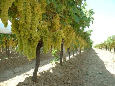 Хозтовары: Sultani uzum taniyan bilen bilir bilmeyen maraqlansin sayca az qalib — 4