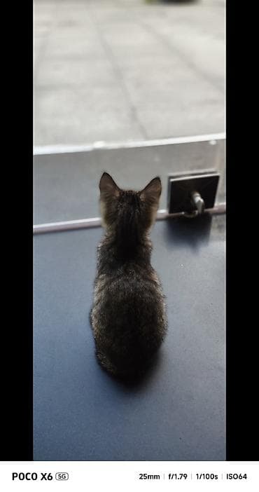 bala ordək: Tabbi, Yaxşı əllərə — 4