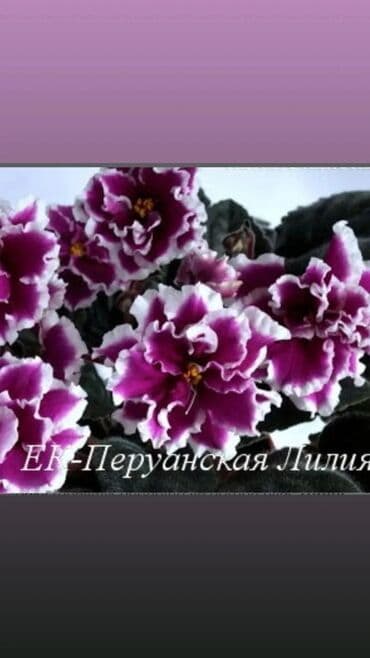 bənövşə gülü şəkilləri: Otaq bitkiləri — 3