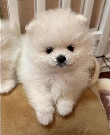 pomerian şpits: Şpitz, 2 ay, Peyvəndli, Ünvandan götürmə — 3