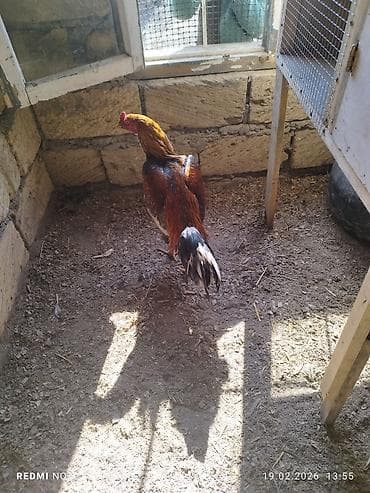 super alabay kl: Məhsul: Xoruz Təsvir: - Rəng: qırmızı-qızılı lələk örtüyü, bel və — 2