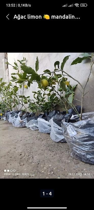 agac satisi: Ağaclar satışı Limon Apersin Mandalin Kinkan Palma fexu isdeyen yazsın — 1