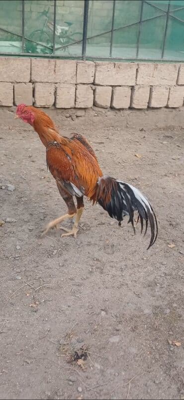 dovşan balaları: Məhsul: Uzunboyun döyüş xoruzu (ASEL tipli görünüş) Xüsusiyyətlər: - — 5