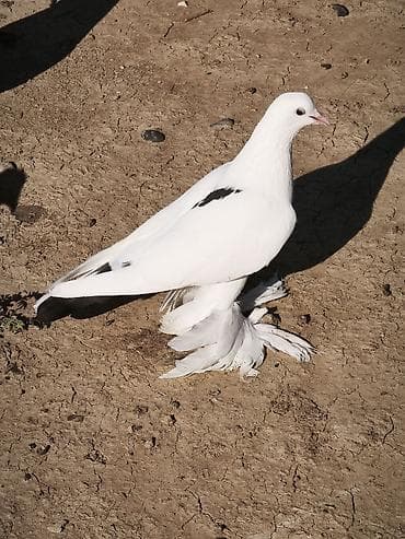 goyercin dami: Süper oynaq ayaq oynaqdan isdəyən olsa əlaqə saxlasın — 3