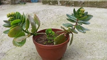 Кухонные принадлежности: Kalanxoe (Kalanchoe) – saksı sukulenti - Növ: Kalanxoe (çiçək açan — 3