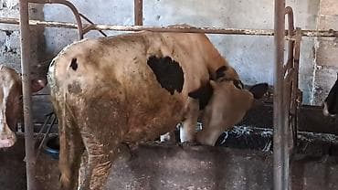 dana inek: İki baş təmiz cins erkək dana satılır biri smental obiri ivanovka — 4