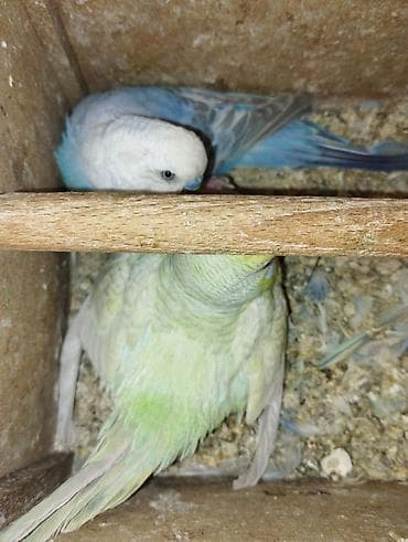 Quşlar: 3 çüt tergitme tutuqusulardir her birinin altında bala ve yumurta var — 4